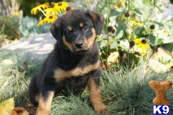 Sophie - Rottweiler Female